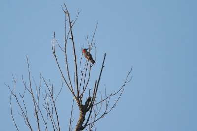 _MG_2231.jpg