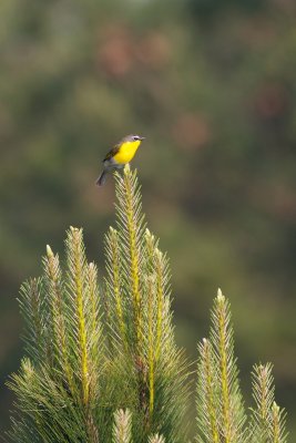 _MG_2512.jpg