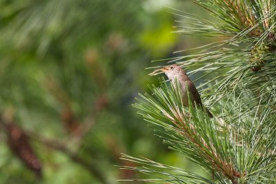 _MG_6015.jpg