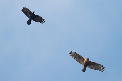 _MG_6057.jpg