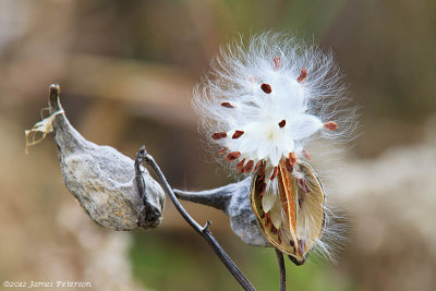 Milkweed (23521)