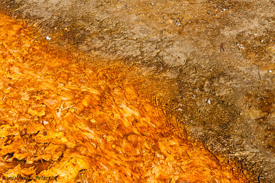 Colorful Yellowstone Stream (17400)