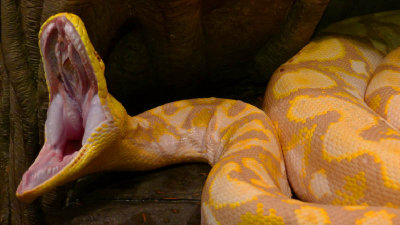 My Name Is Lemon Drop -I am The Largest Albino Python Snake Over 25 Feet..On The Planet