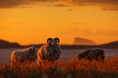 Sheep At Sunset