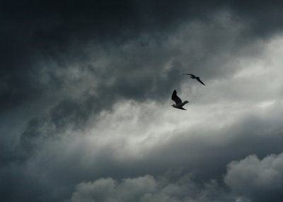 Seagulls Flight