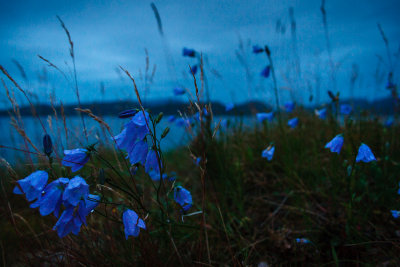 Bellflowers In The Night