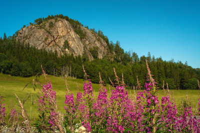 Willow Herb