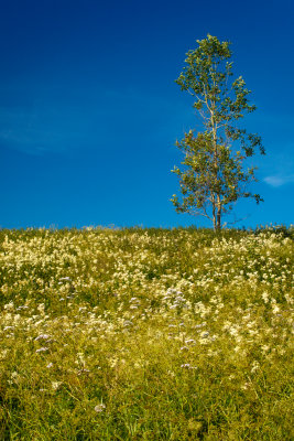 Lone Birch