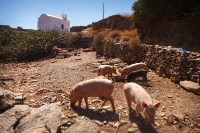 pigs and their chapel