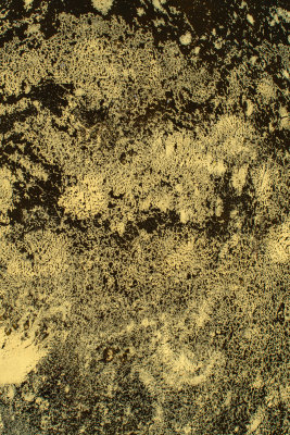 Pollen Fractals