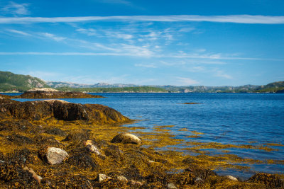 The Strong Colour Of Seaweed