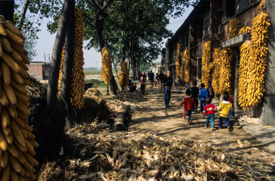 Maize Village