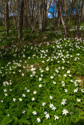 White Anemone #2