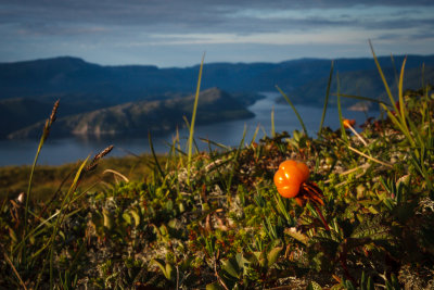 Cloudberry