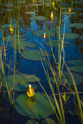 Nymphaea Alba