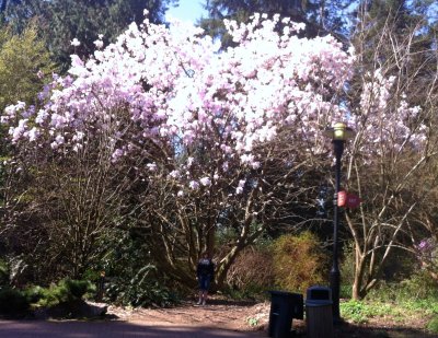 Giant Magnolias