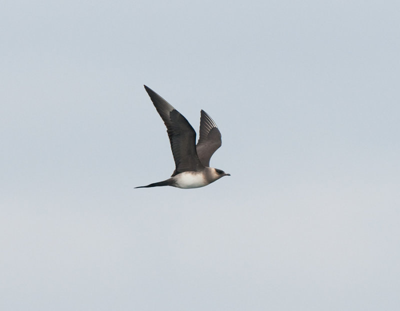 Parasitic skua