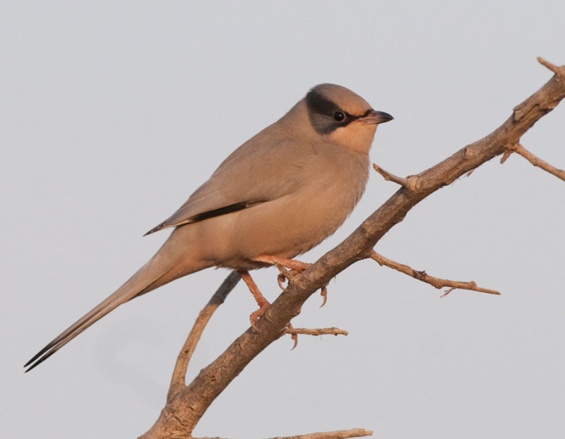 Hypokolius