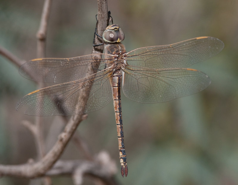 Anax ephippiger Kuwait februari 2013