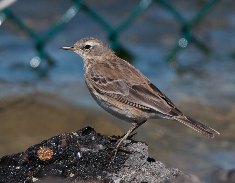 Water pipit