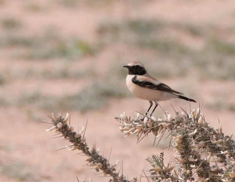 Desert wheatear