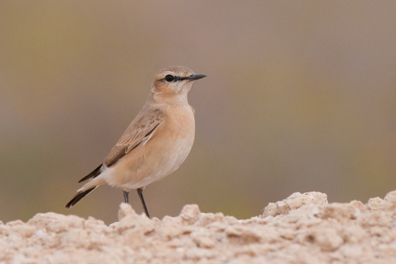 Isabelline wheatear