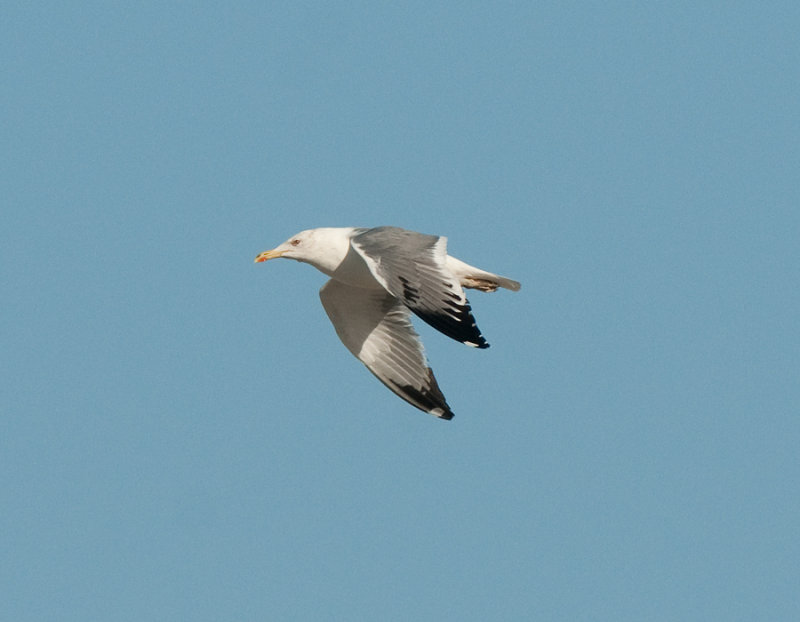 Caspian gull