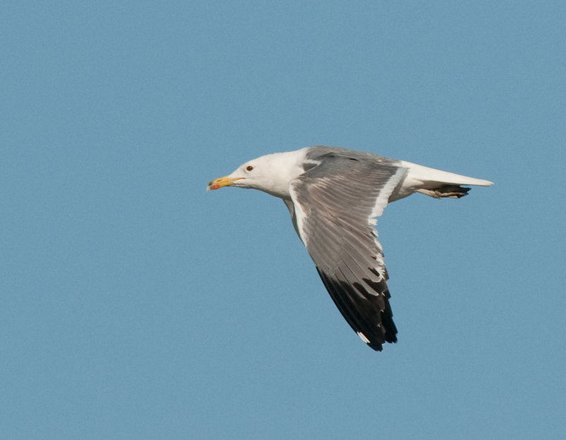 Armenian gull