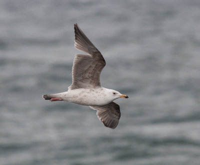 Herring gull