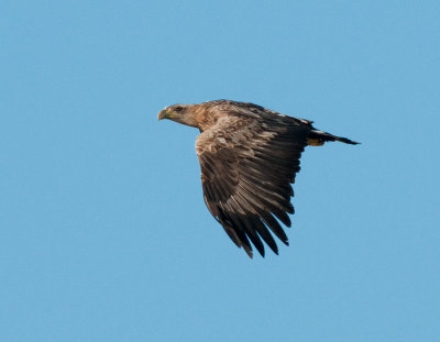 White tailed eagle