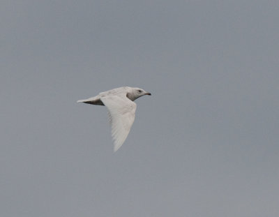 Iceland gull