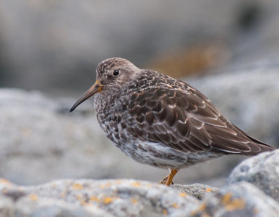 Purple sandpiper