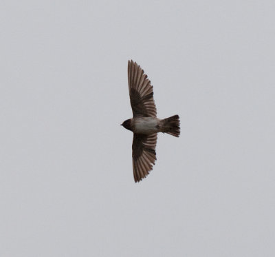 American cliff swallow ( Stensvala )