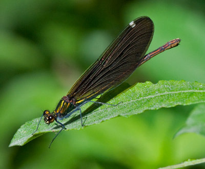 DSC_2713.jpg