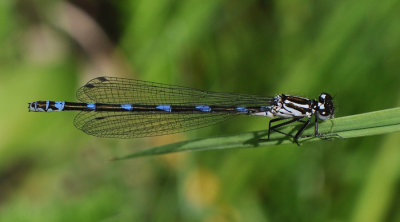  Herkules dammar Skne 20 Maj 2012
