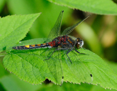 Leucorrhinia pectoralis ( Citronflckad krrtrollslnda )