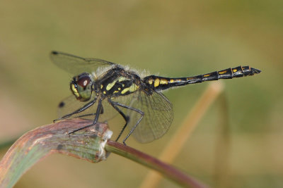     Fogeldammen Halland 29 Juli 2011