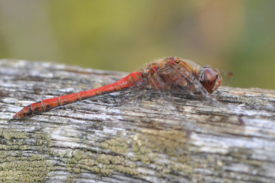 Falsterbo Skne19 September 2011