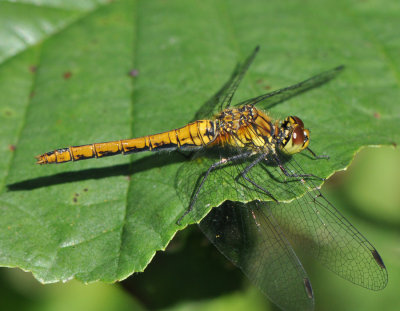 _20120827_4685.jpg