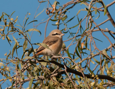 Isabelline shrike male