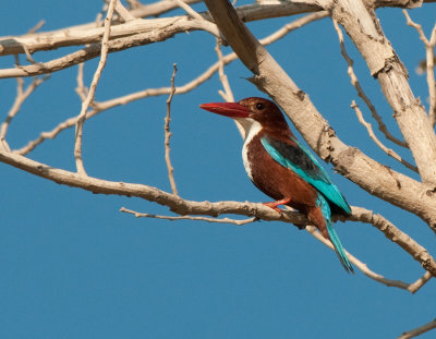 White-breasted kingfisher