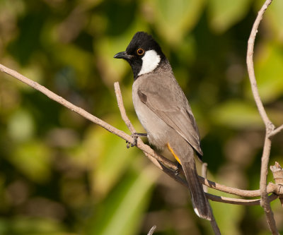 White-eared bulbyl