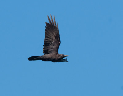 Brown-necked raven