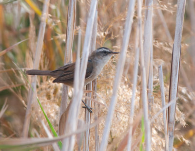 Moustached warbler