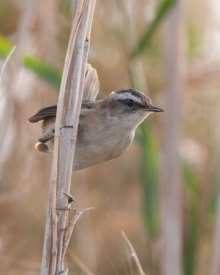 Moustached warbler