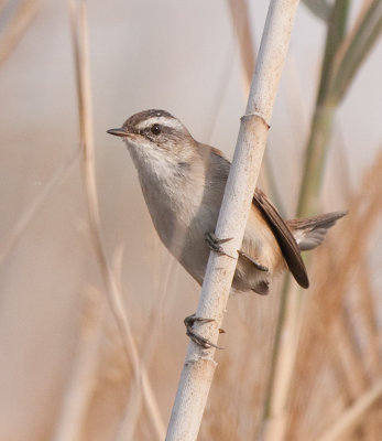 Moustached warbler