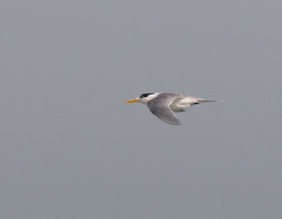 Greater crested tern