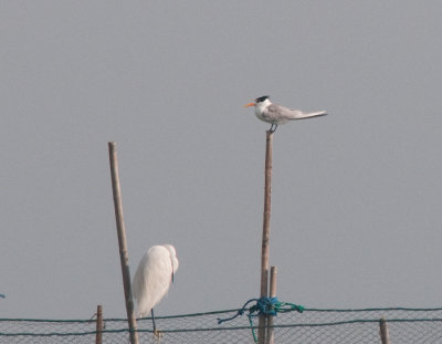 Lesser crested tern