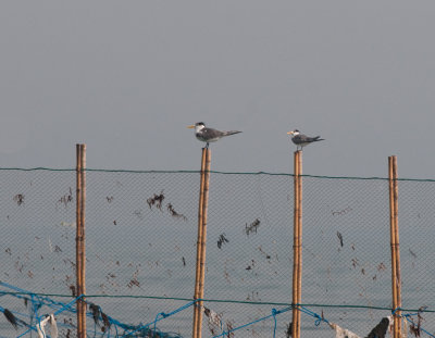 Greater crested tern and  Lesser crested tern