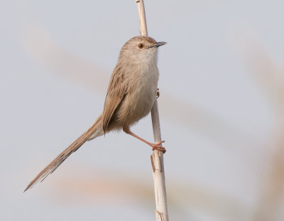 Graceful prinia